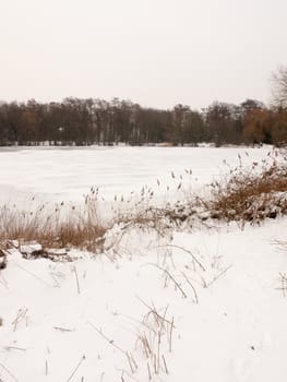 frozen over lake top surface water white snow winter bare trees reeds; essex; england; uk