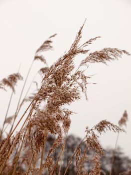 reeds outside with white sky snow background nature winter close up; essex; england; uk