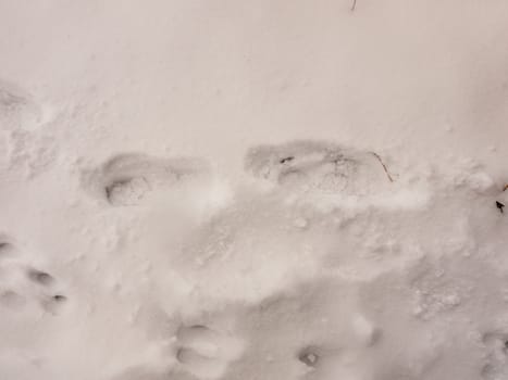 snow background texture floor path with tracks trail foot prints marks; essex; england; uk