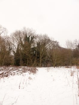 snow covered forest floor bare branches trees winter outside; essex; england; uk