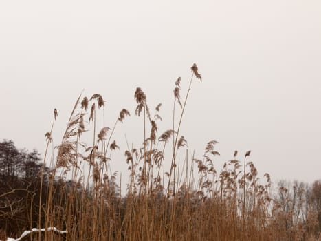 reeds outside with white sky snow background nature winter; essex; england; uk