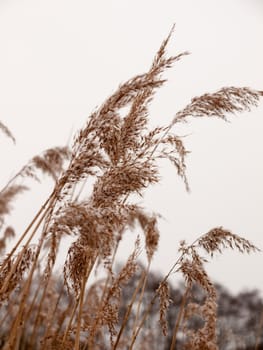 reeds outside with white sky snow background nature winter close up; essex; england; uk