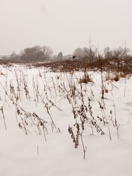 snow covered field meadow outside uk nature white winter field; essex; england; uk