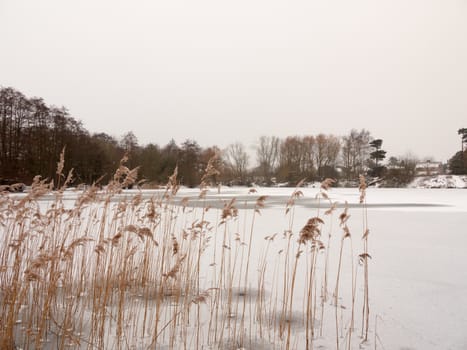 reeds standing frozen lake water surface outside nature winter cold; essex; england; uk