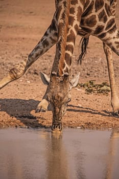 A lone Giraffe drinking at a waterhole in the Kgalagadi Trans-frontier Park, South Africa