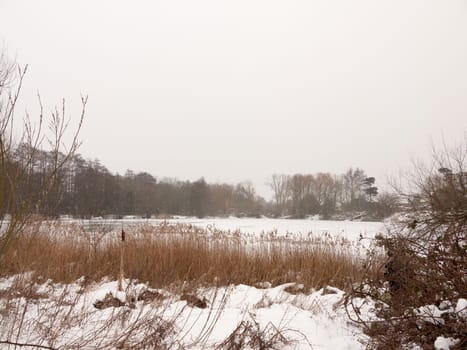 frozen over lake outside winter nature white sky trees bare with reeds; essex; england; uk