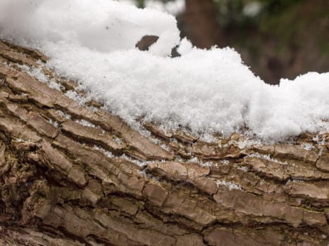 snow covered tree bark close up outside forest winter texture; essex; england; uk