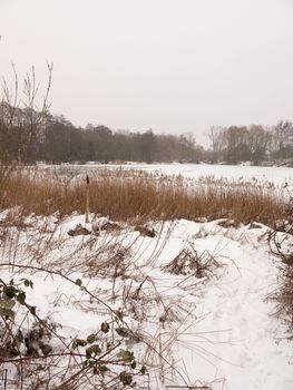 frozen over lake outside winter nature white sky trees bare with reeds; essex; england; uk