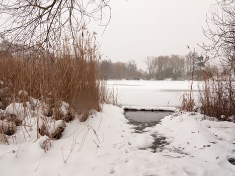 frozen lake surface winter snow trees reeds water; essex; england; uk