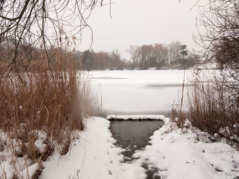 frozen lake surface winter snow trees reeds water; essex; england; uk