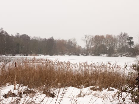 frozen over lake outside winter nature white sky trees bare with reeds; essex; england; uk