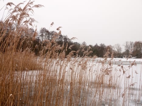 reeds outside with white sky snow background nature winter; essex; england; uk