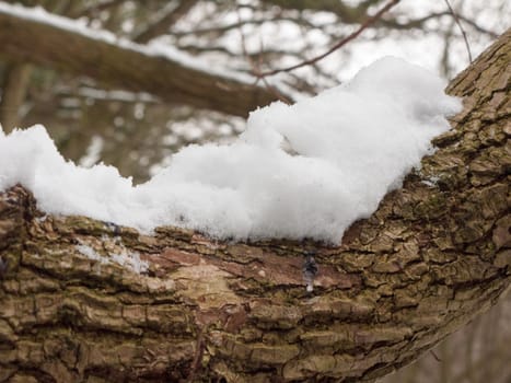 snow covered tree bark close up outside forest winter texture; essex; england; uk