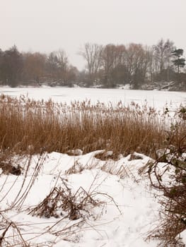 frozen over lake outside winter nature white sky trees bare with reeds; essex; england; uk