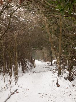 snow covered walkway through forest outside nature winter cold ; essex; england; uk