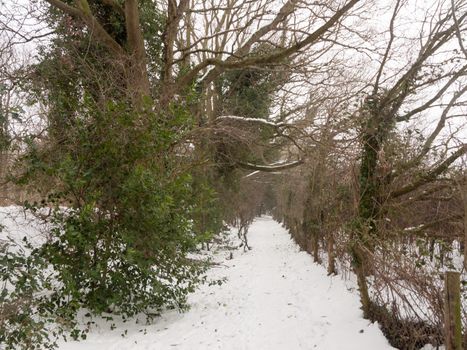 snow covered walkway through forest outside nature winter cold ; essex; england; uk