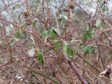 close up of branches thorny foliage winter cold ; essex; england; uk