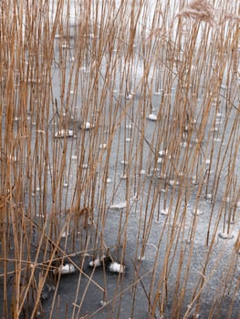 reeds standing frozen lake water surface outside nature winter; essex; england; uk cold