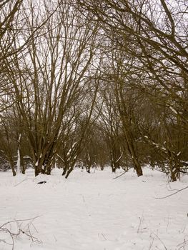 snow covered forest floor bare branches trees winter outside; essex; england; uk