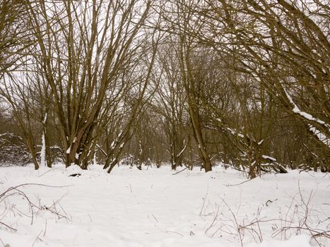snow covered forest floor bare branches trees winter outside; essex; england; uk