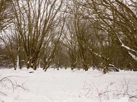 snow covered forest floor bare branches trees winter outside; essex; england; uk