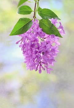 Macro image of hanging spring lilac violet flowers