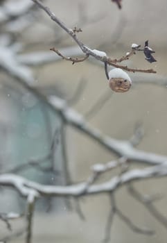 Ripe walnut on tree in winter time