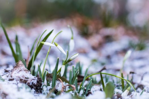 Snowdrops flowers struggling in the cold weather and snow.