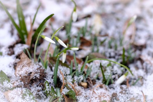 Snowdrops flowers struggling in the cold weather and snow.