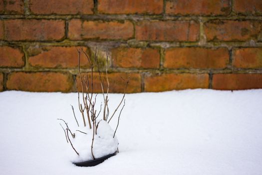 Dried plants covered in snow in freezing winter.