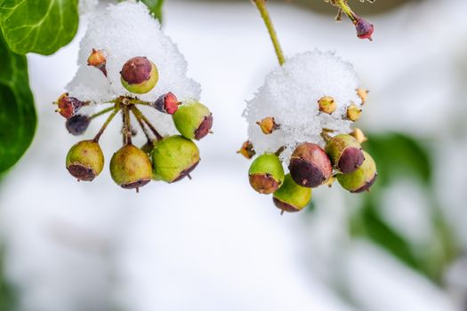 Creeper plant seeds covered by snow in winter.