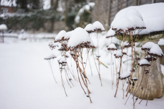 Dried plants covered in snow in freezing winter.