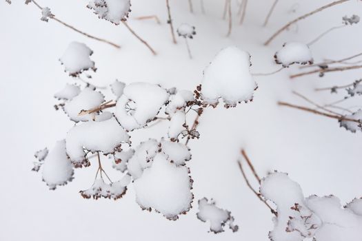 Dried plants covered in snow in freezing winter.