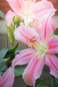 The background image of the colorful flowers, background nature