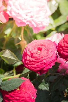 Roses in the garden, Roses are beautiful with a beautiful sunny day.