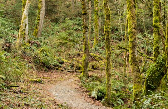 Rain forest moss covered trees with a trail passing between them