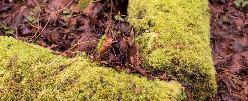 Moss covered fallen logs with brown decaying fallen leaves surrounding