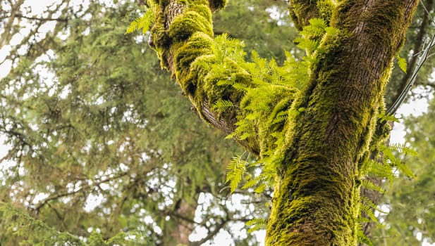 Moss covered trees with fresh green ferns sprouting from the branches