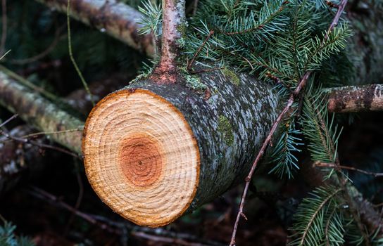 Freshly cut young pine tree with colorful rings and core exposed