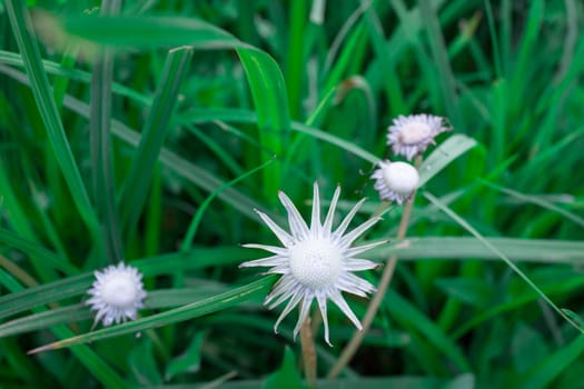 Close up of wet white blowball dandelion taraxacum core on green spring wild meadow