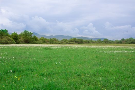 Field of wild white narcissuses flowering on green spring meadow near forest and mountains