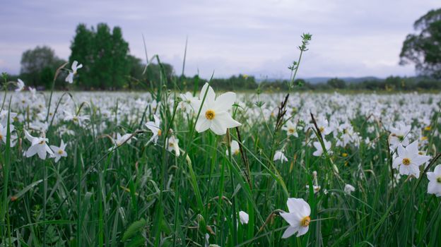 Close up of wild white narcissuses flowering on green spring meadow field in natural park