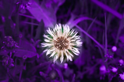 Close up of wet white blowball dandelion taraxacum core on green spring wild meadow