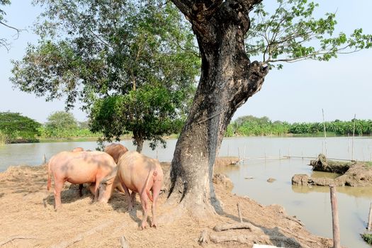 Buffalo chew hay, Thailand,livestock