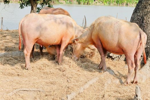 Buffalo chew hay, Thailand,livestock
