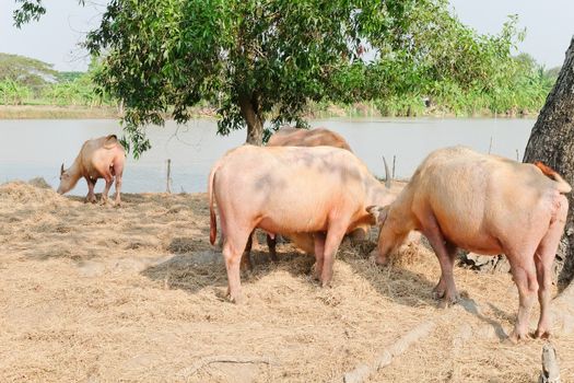 Buffalo chew hay, Thailand,livestock