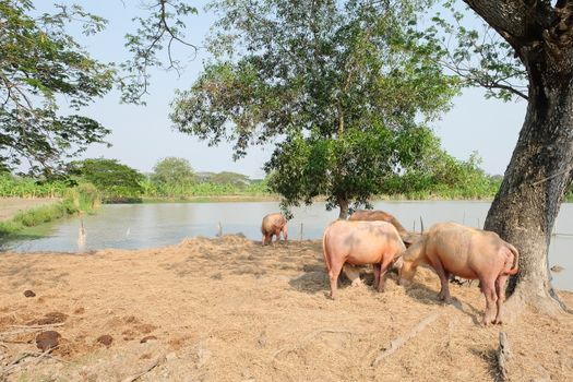 Buffalo chew hay, Thailand,livestock