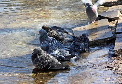 Five blue-gray doves bathing in a pool of spring.