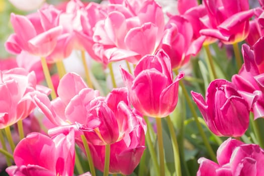 Beautiful bouquet of tulips. colorful tulips. nature background