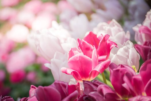 Beautiful bouquet of tulips. colorful tulips. nature background